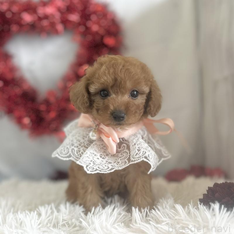 販売中の愛知県のトイプードル-447742の6枚目