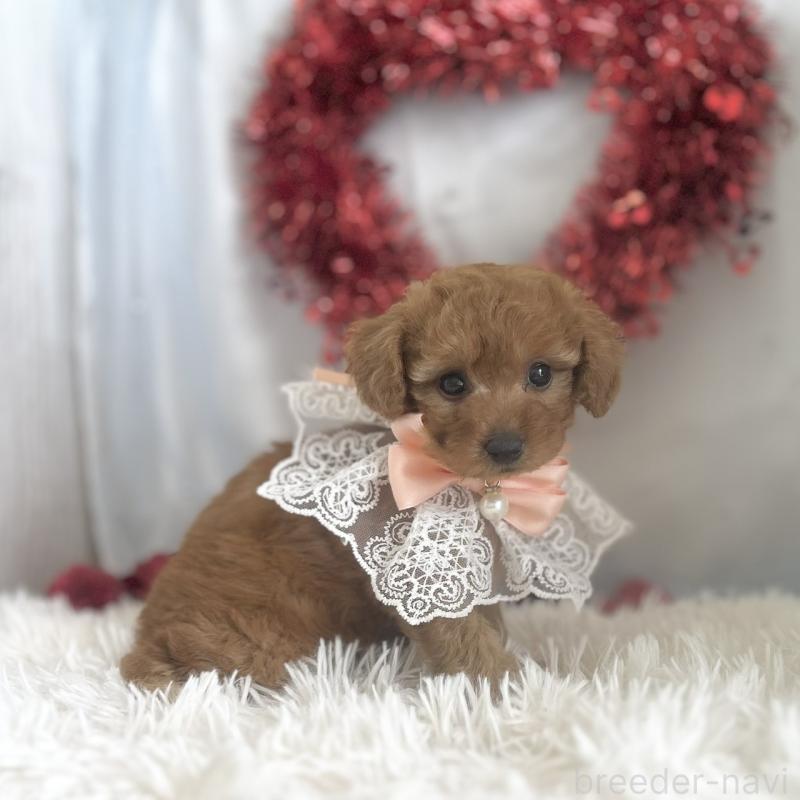 販売中の愛知県のトイプードル-447742の5枚目