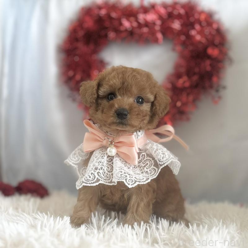 販売中の愛知県のトイプードル-447742の4枚目