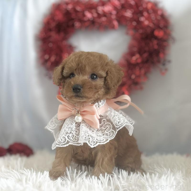 販売中の愛知県のトイプードル-447742の3枚目