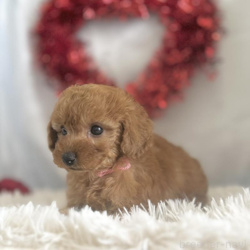 販売中の愛知県のトイプードル-447742の2枚目