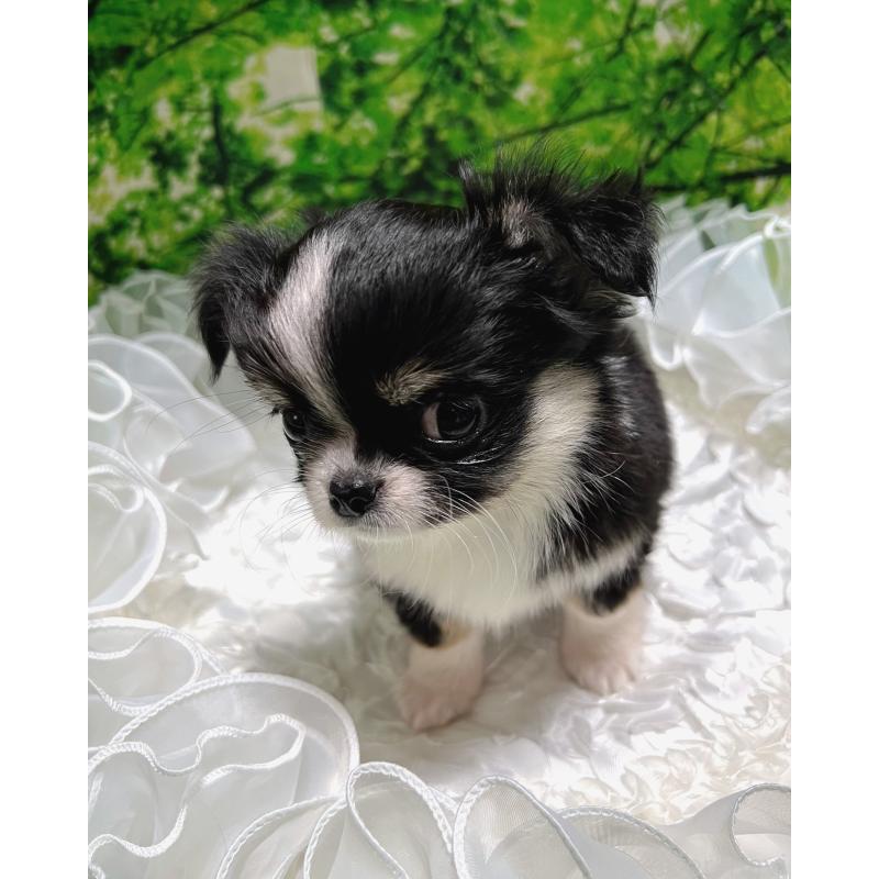 販売中の広島県のチワワ(ロングコート)-447547の9枚目