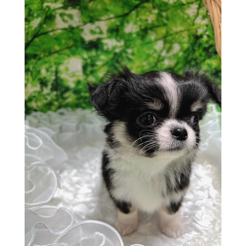 販売中の広島県のチワワ(ロングコート)-447547の8枚目