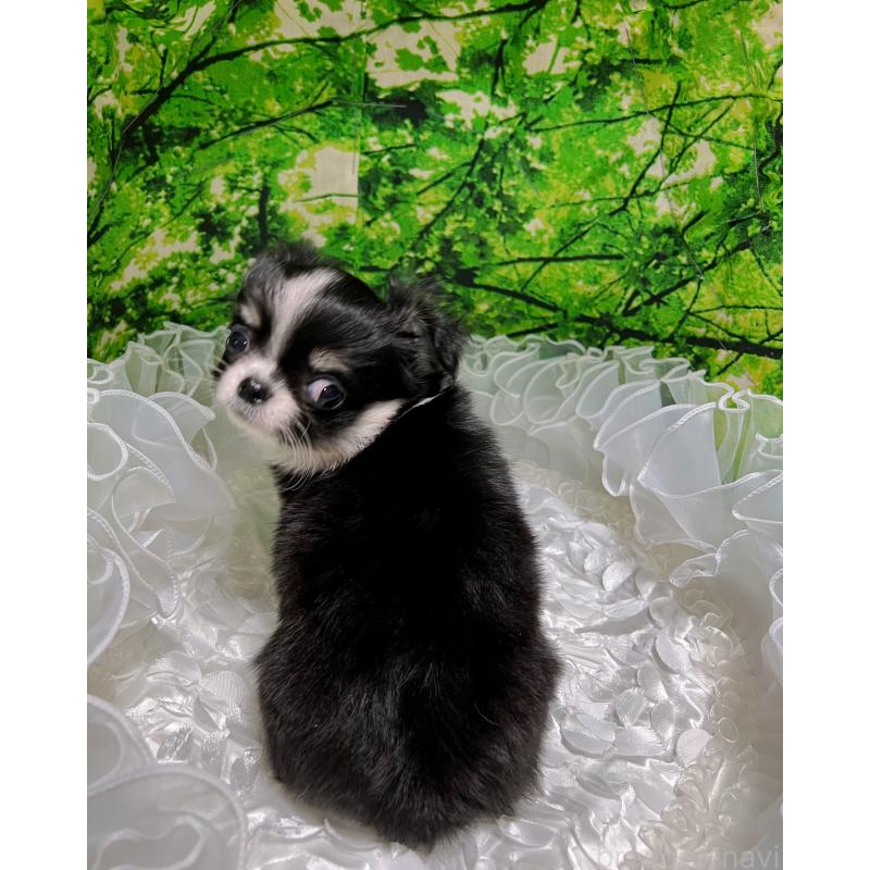 販売中の広島県のチワワ(ロングコート)-447547の6枚目