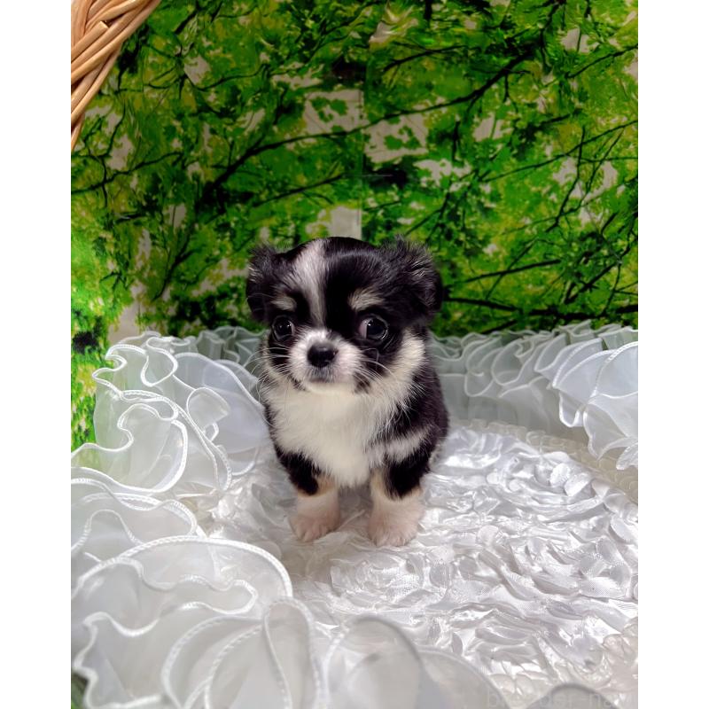 販売中の広島県のチワワ(ロングコート)-447547の5枚目