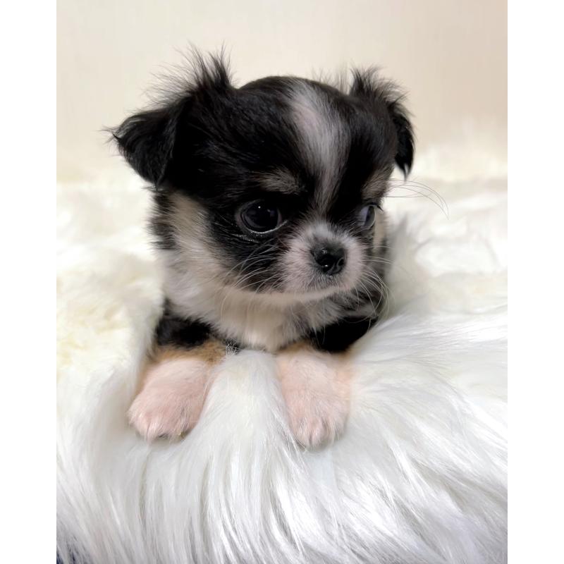 販売中の広島県のチワワ(ロングコート)-447547の4枚目