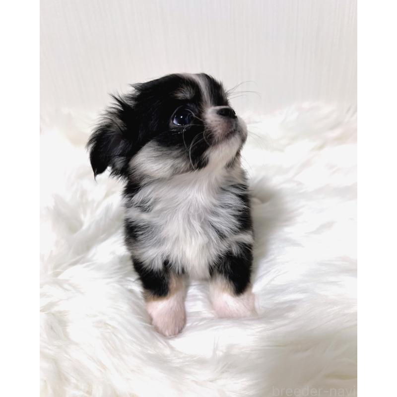 販売中の広島県のチワワ(ロングコート)-447547の2枚目