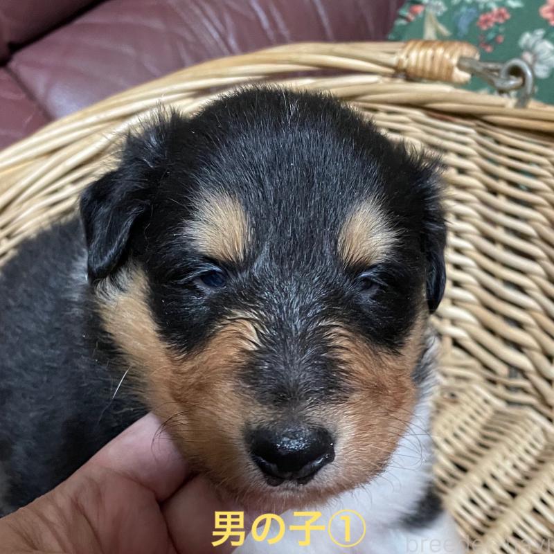 販売中の福島県のラフコリー-445411