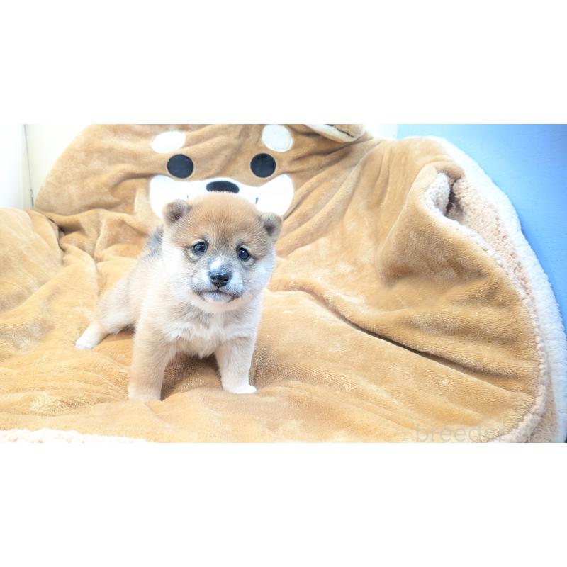 販売中の熊本県の豆柴-440085の13枚目