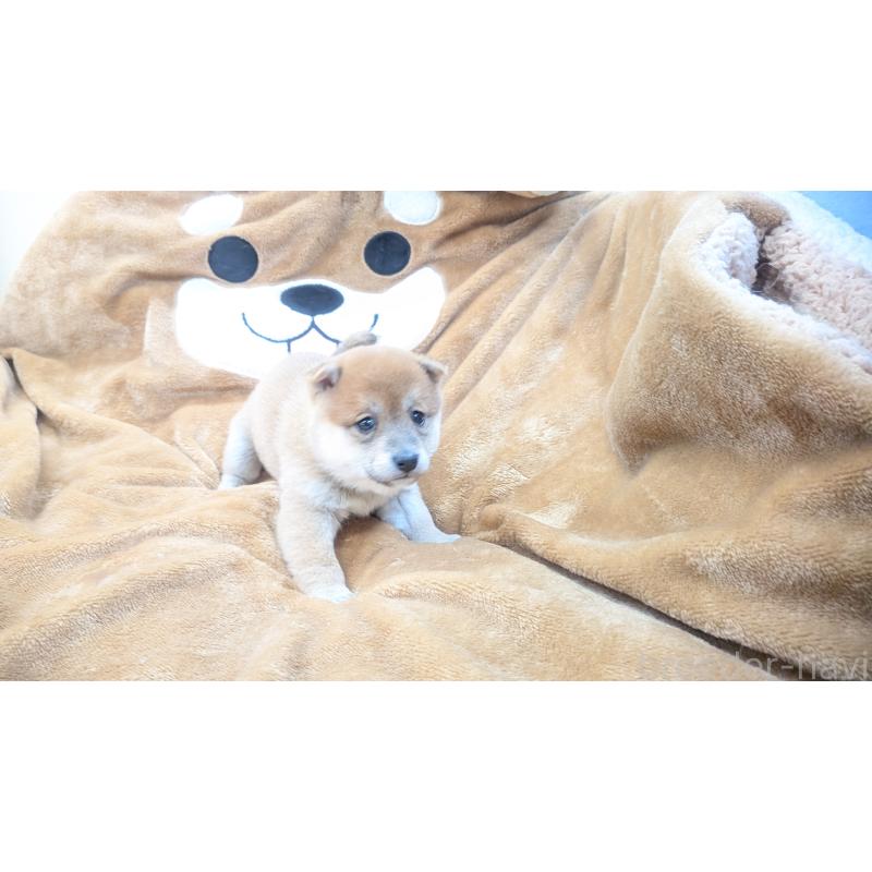 販売中の熊本県の豆柴-440782の10枚目