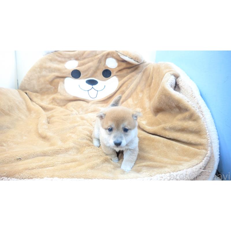 販売中の熊本県の豆柴-440782の9枚目