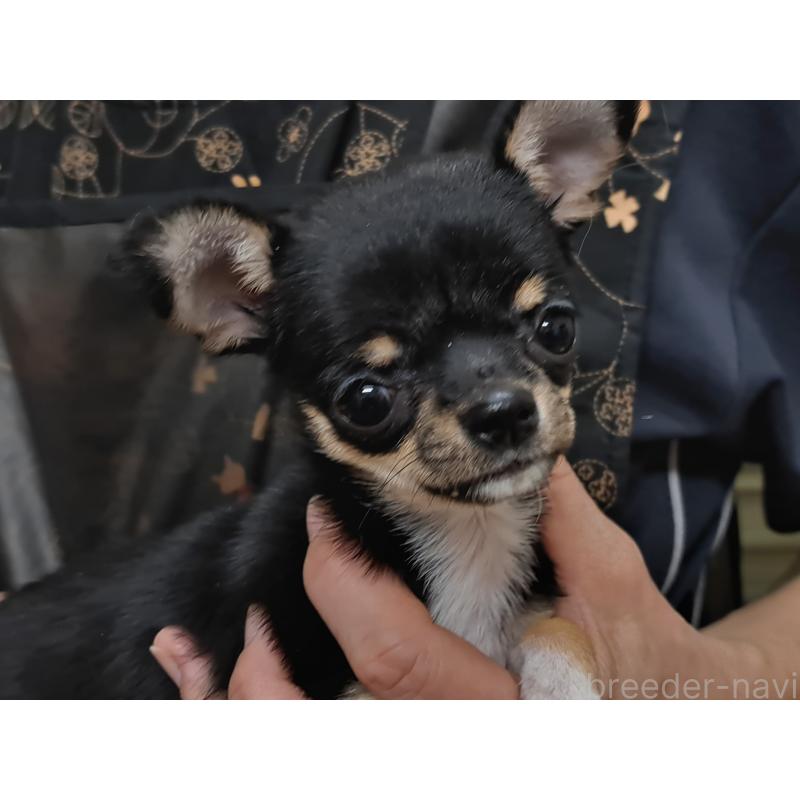 販売中の愛知県のチワワ(スムースコート)-429941の4枚目