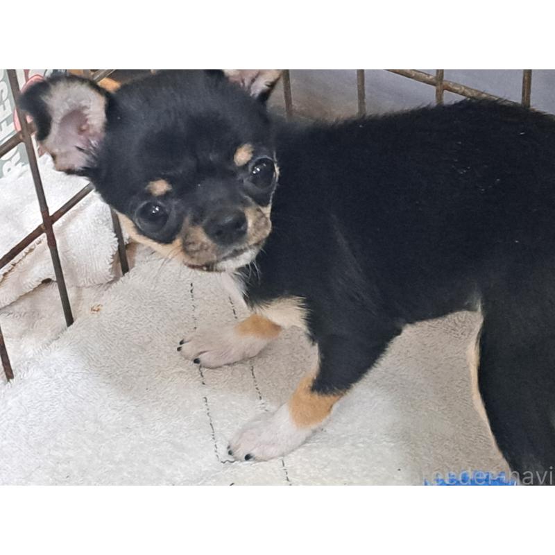 販売中の愛知県のチワワ(スムースコート)-429941の3枚目