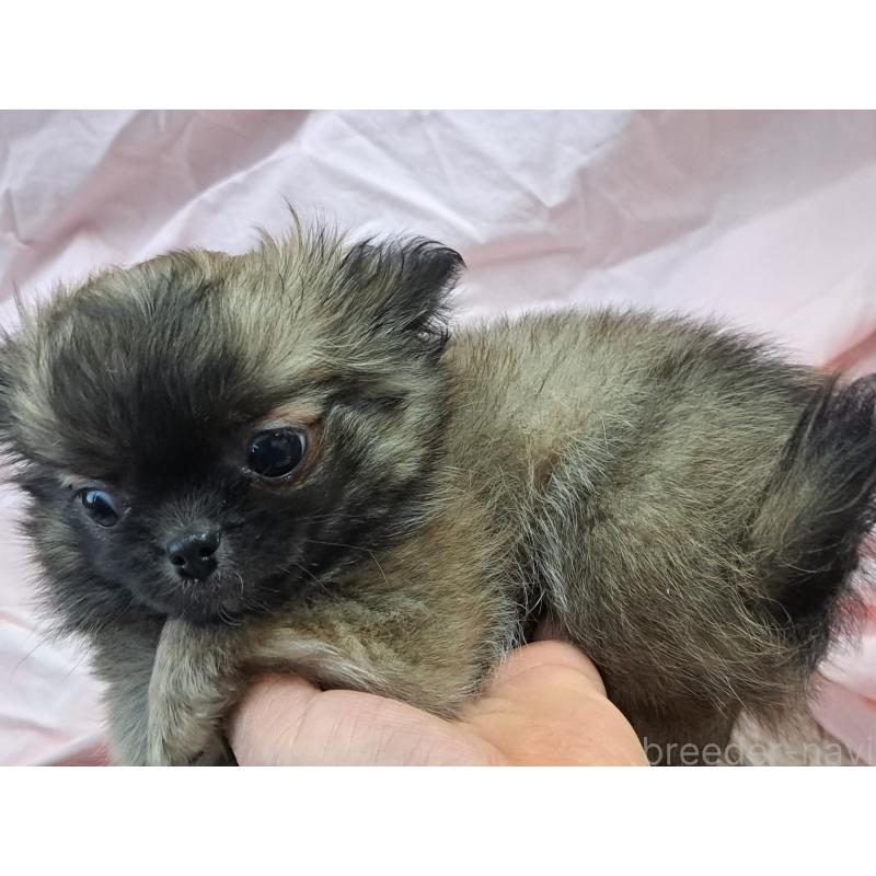 販売中の愛知県のチワワ(ロングコート)-439796の5枚目