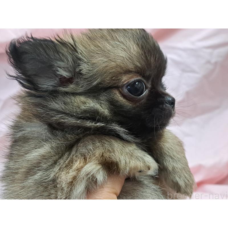 販売中の愛知県のチワワ(ロングコート)-439796の4枚目