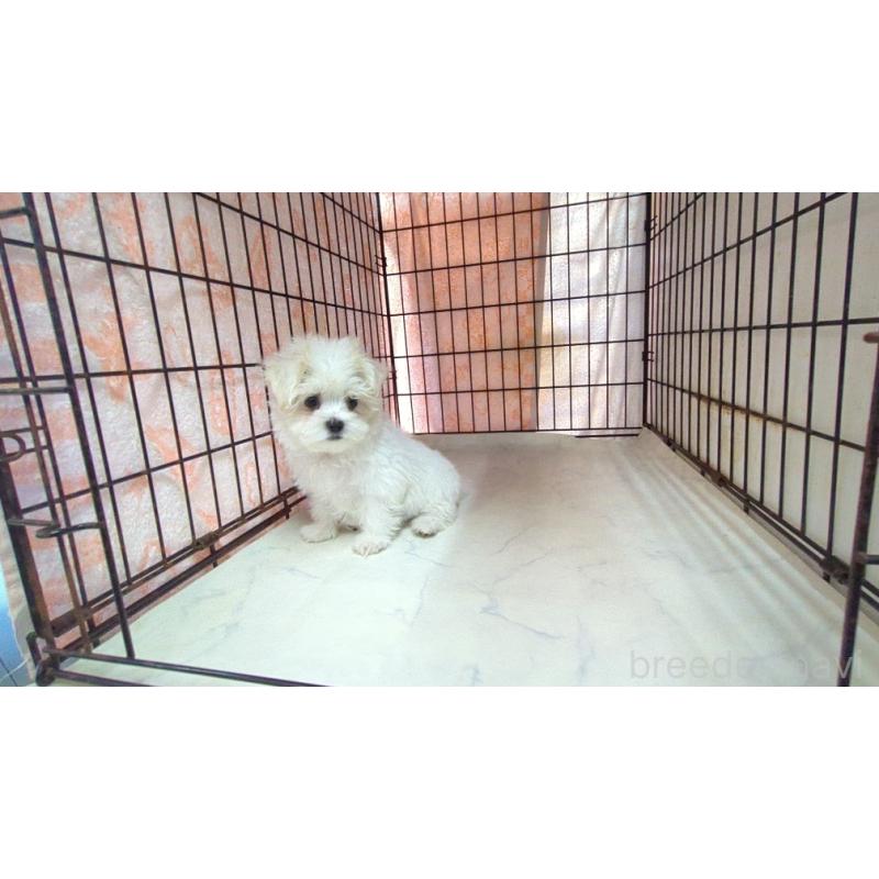 販売中の茨城県のマルチーズ-447550の8枚目