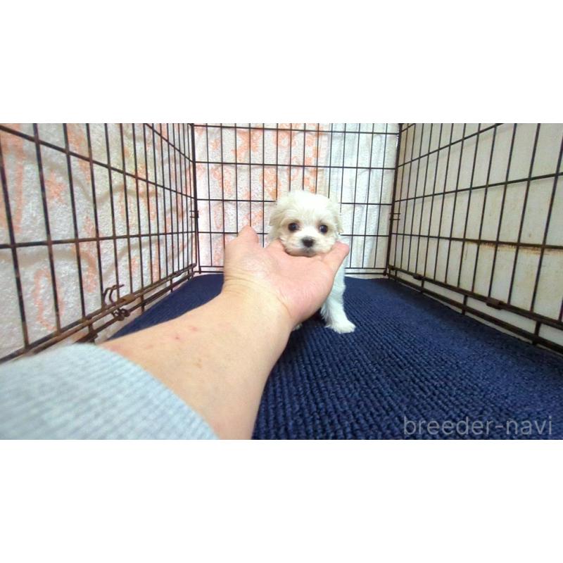 販売中の茨城県のマルチーズ-447550の6枚目