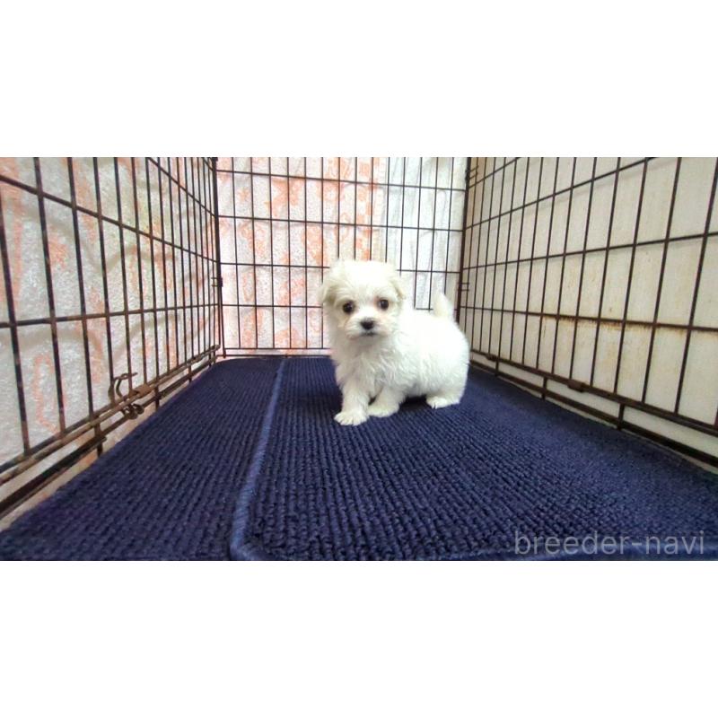 販売中の茨城県のマルチーズ-447550の5枚目