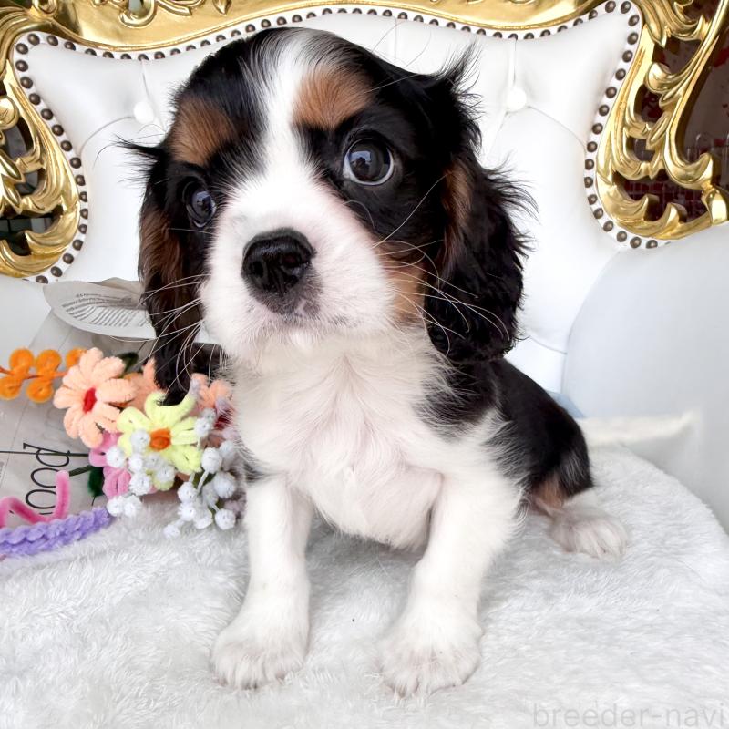 販売中の福岡県のキャバリアキングチャールズスパニエル-439676の25枚目