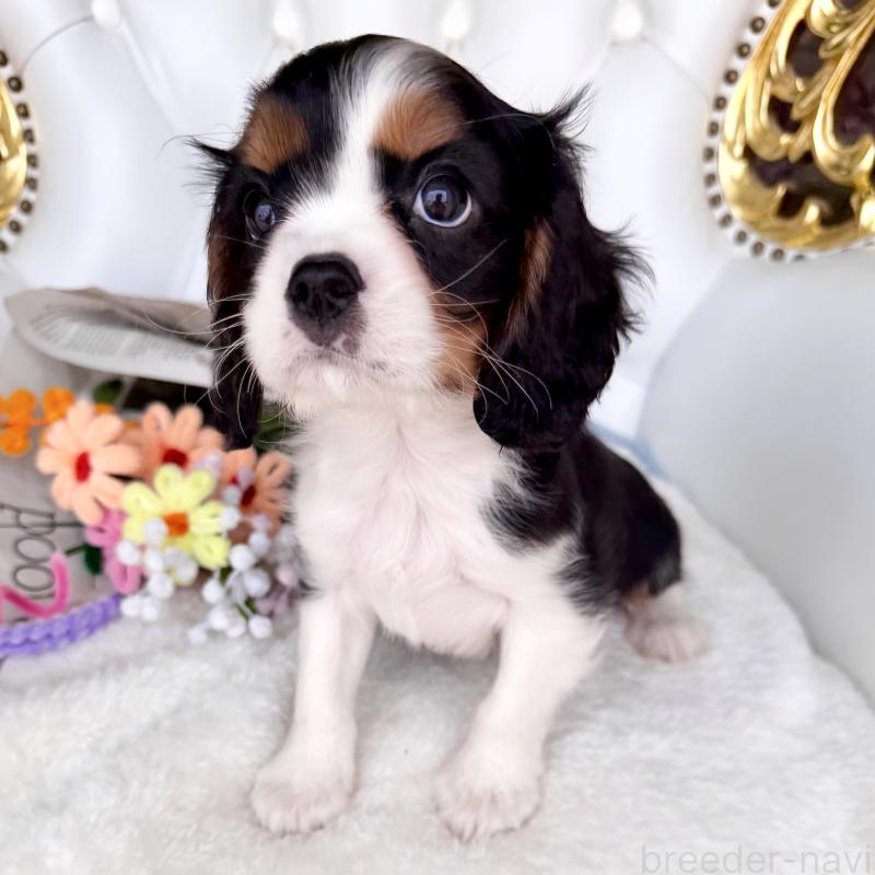 販売中の福岡県のキャバリアキングチャールズスパニエル-439676の24枚目