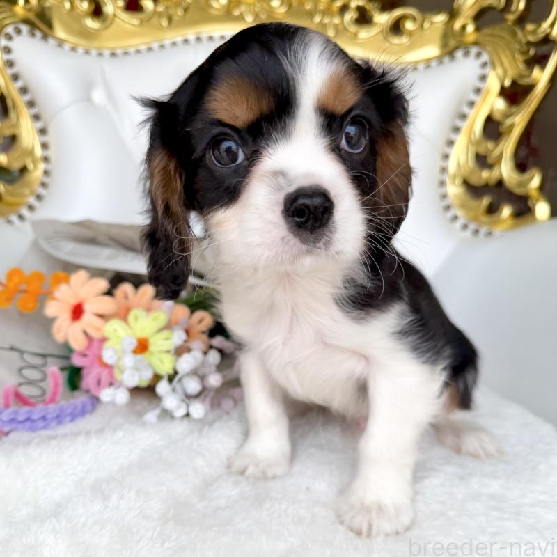 販売中の福岡県のキャバリアキングチャールズスパニエル-439676の23枚目