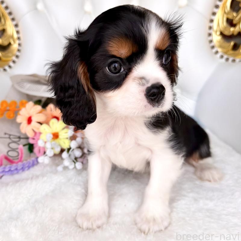 販売中の福岡県のキャバリアキングチャールズスパニエル-439676の22枚目