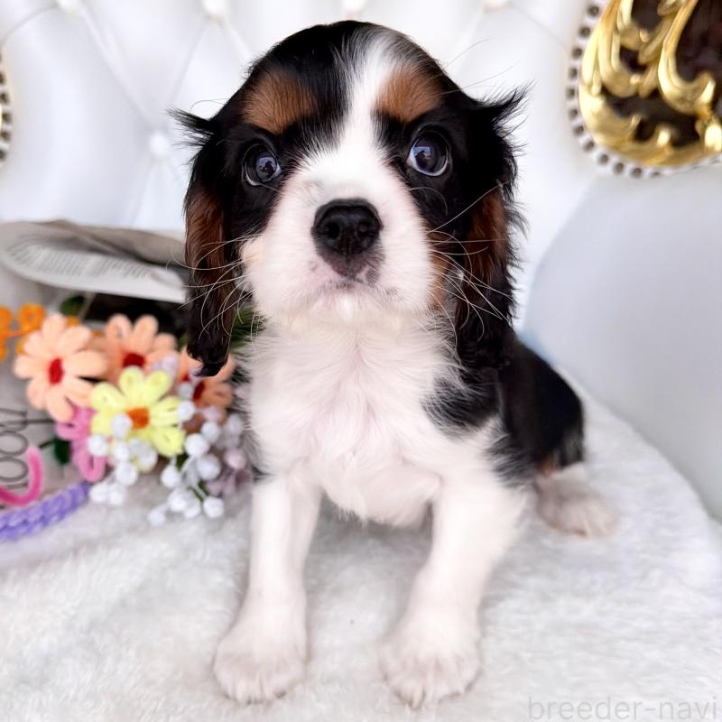 販売中の福岡県のキャバリアキングチャールズスパニエル-439676の21枚目