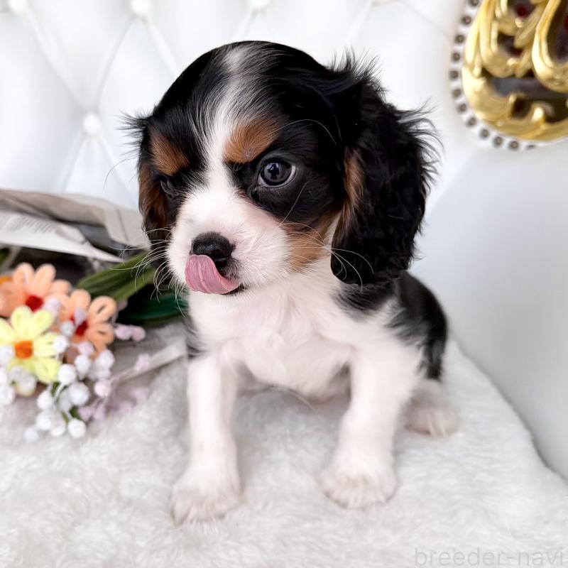 販売中の福岡県のキャバリアキングチャールズスパニエル-439676の20枚目