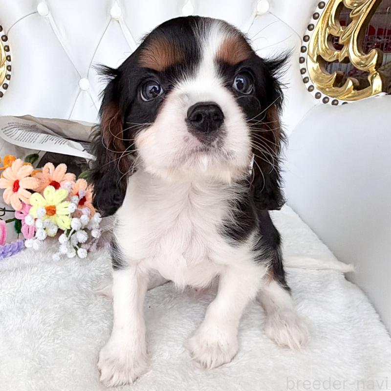 販売中の福岡県のキャバリアキングチャールズスパニエル-439676の19枚目