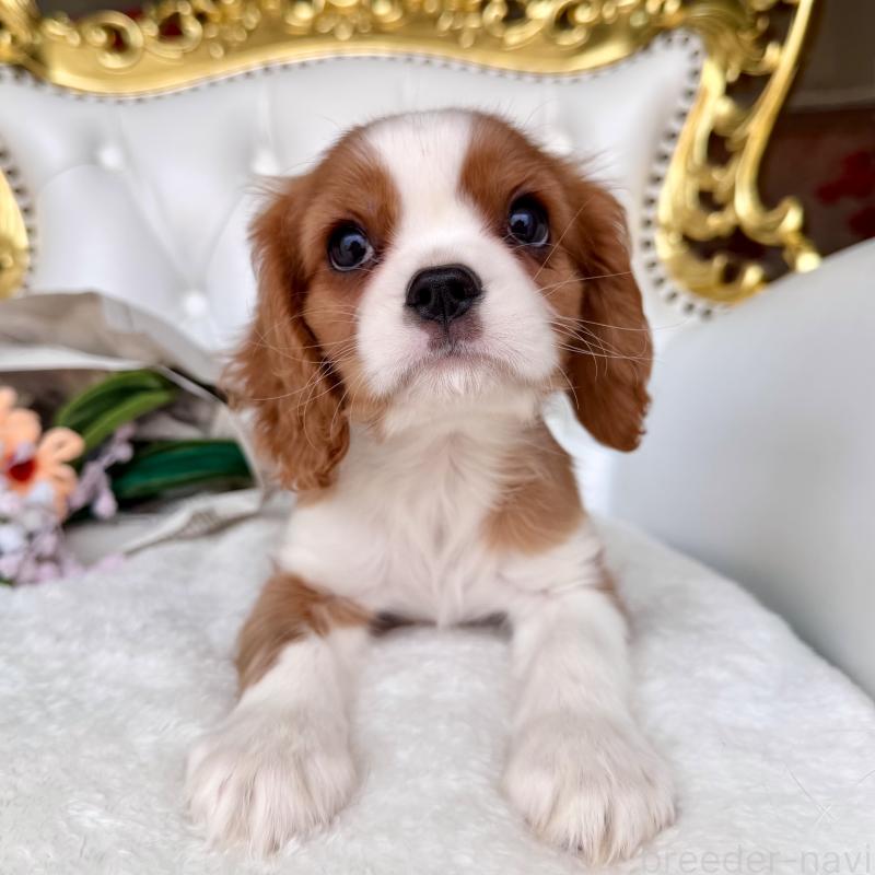 成約済の福岡県のキャバリアキングチャールズスパニエル-439695の17枚目