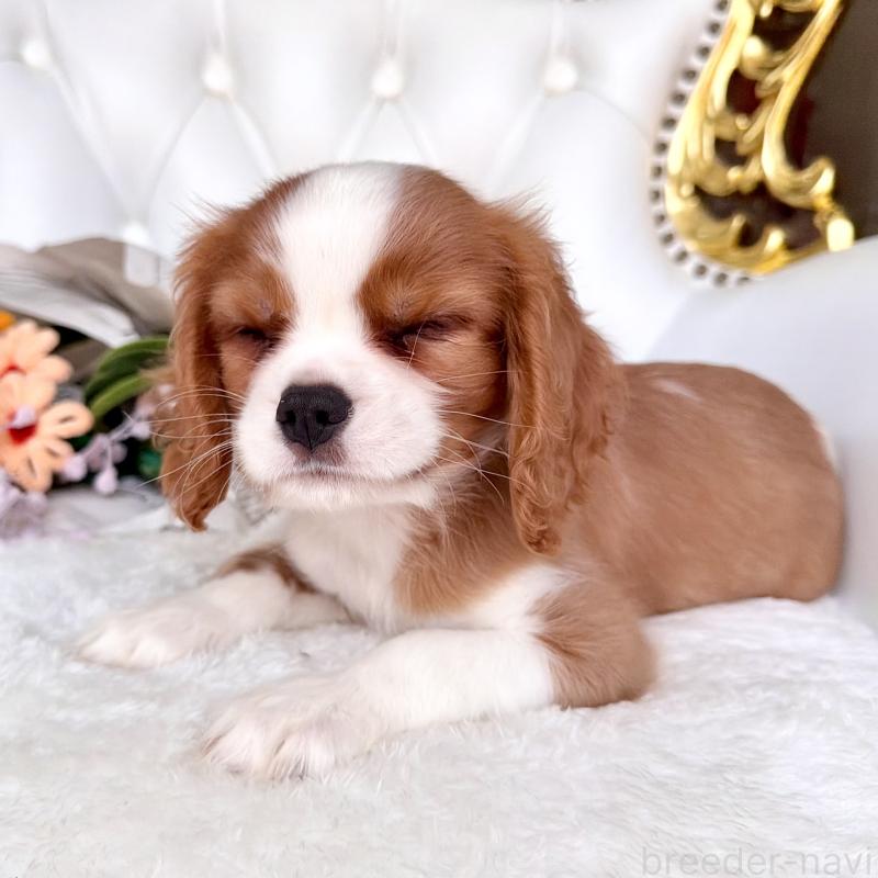 成約済の福岡県のキャバリアキングチャールズスパニエル-439695の16枚目