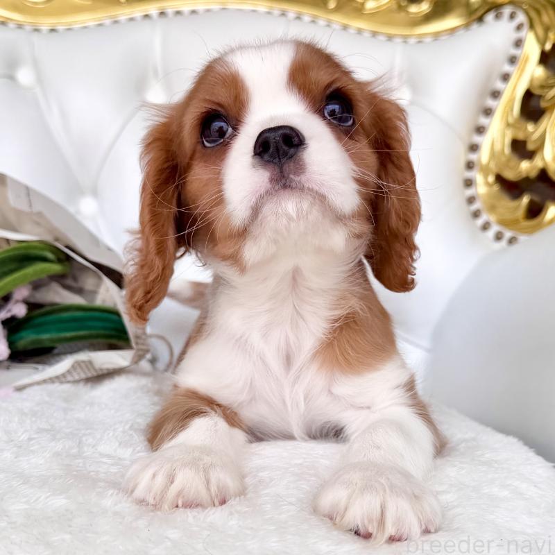 成約済の福岡県のキャバリアキングチャールズスパニエル-439695の15枚目