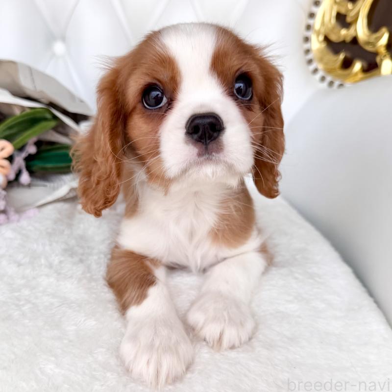 成約済の福岡県のキャバリアキングチャールズスパニエル-439695の14枚目