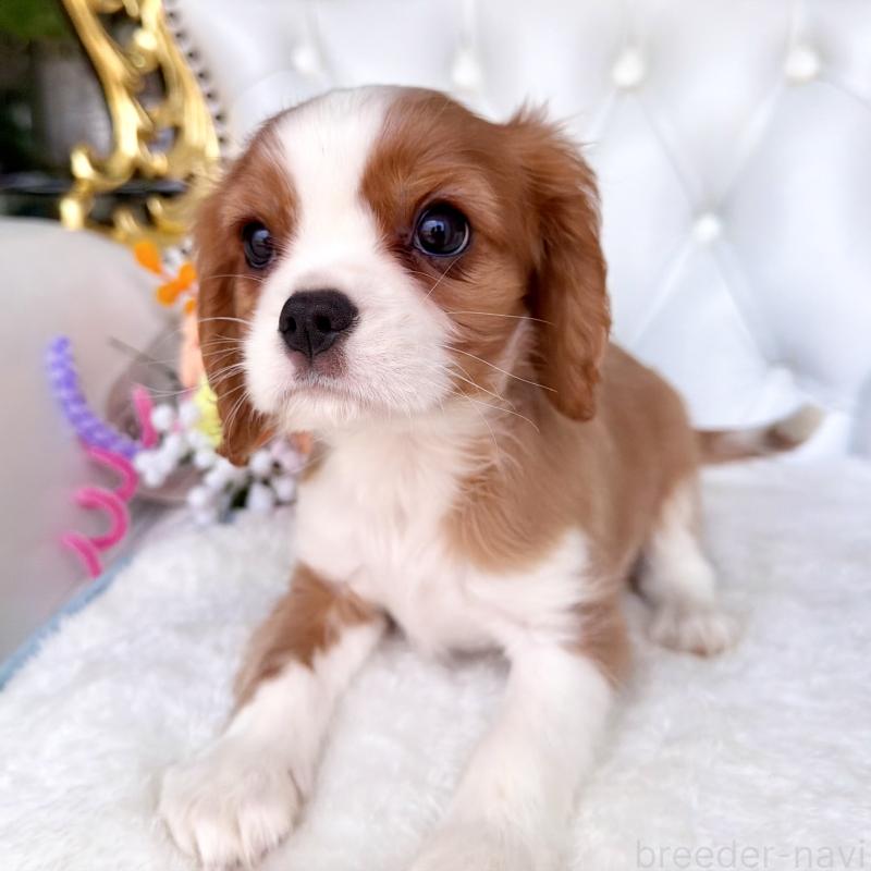 成約済の福岡県のキャバリアキングチャールズスパニエル-439695の13枚目