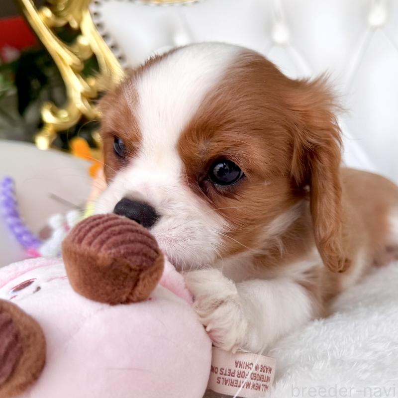 成約済の福岡県のキャバリアキングチャールズスパニエル-439695の12枚目