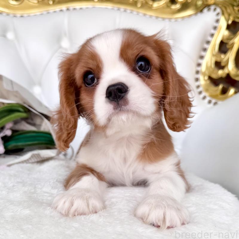 成約済の福岡県のキャバリアキングチャールズスパニエル-439695の11枚目