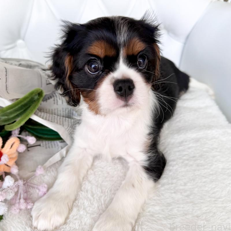 成約済の福岡県のキャバリアキングチャールズスパニエル-439706の8枚目