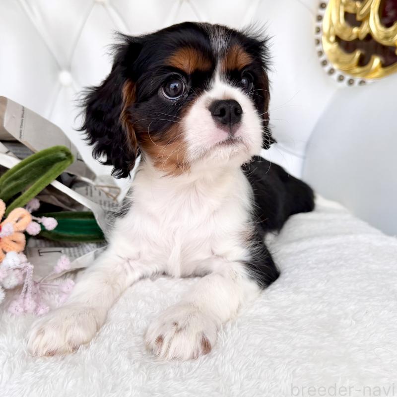 成約済の福岡県のキャバリアキングチャールズスパニエル-439706の7枚目