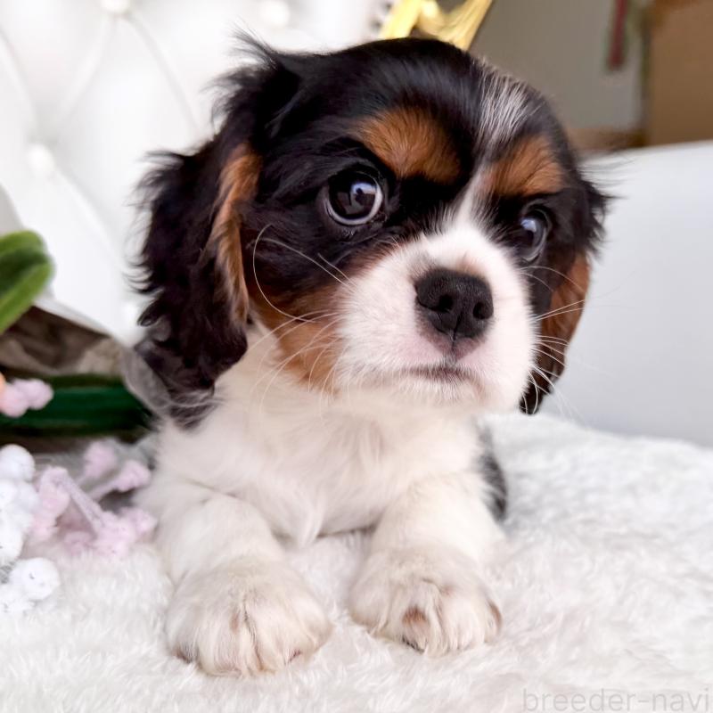 成約済の福岡県のキャバリアキングチャールズスパニエル-439706の6枚目