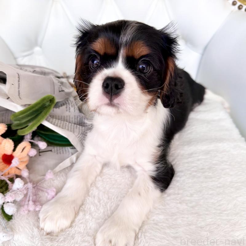 成約済の福岡県のキャバリアキングチャールズスパニエル-439706の4枚目