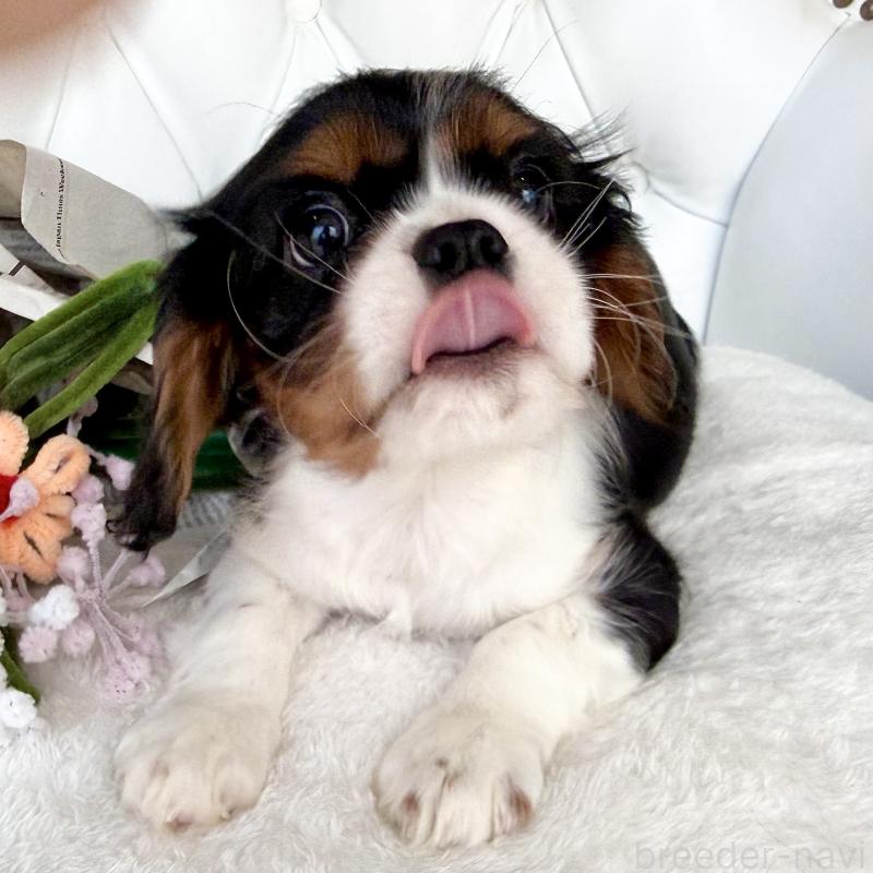 成約済の福岡県のキャバリアキングチャールズスパニエル-439706の3枚目