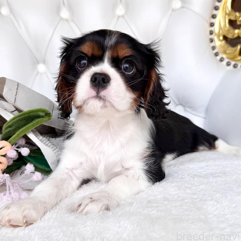 成約済の福岡県のキャバリアキングチャールズスパニエル-439706の2枚目