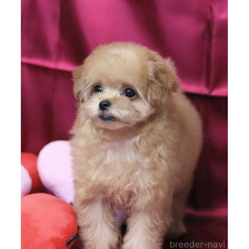 販売中の兵庫県のタイニープードル-439820の5枚目