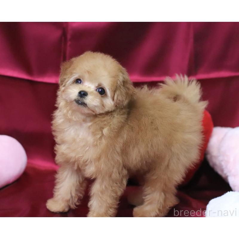 販売中の兵庫県のタイニープードル-439820の4枚目