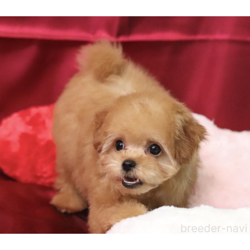 販売中の兵庫県のタイニープードル-439820の3枚目