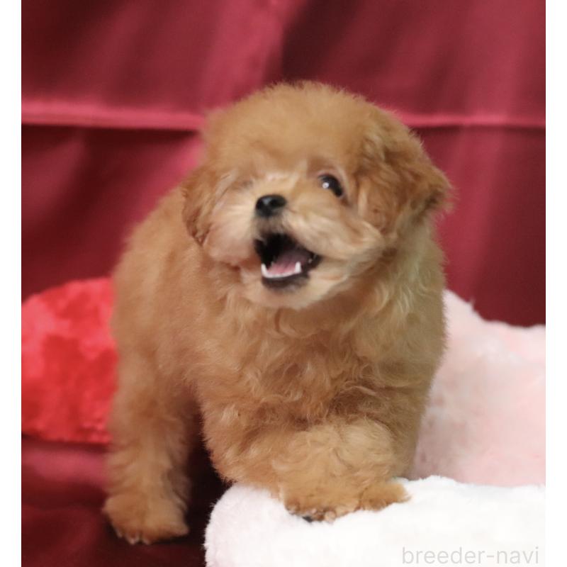 販売中の兵庫県のタイニープードル-439820の2枚目