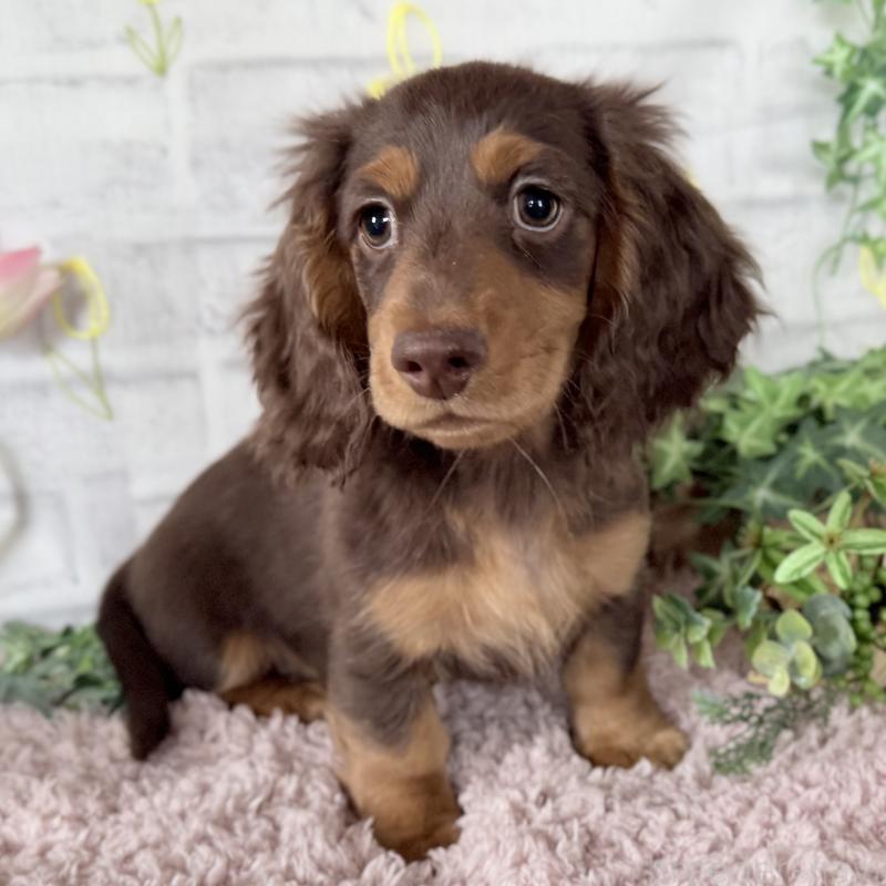 販売中の埼玉県のミニチュアダックスフンド(ロングヘアード)-440504