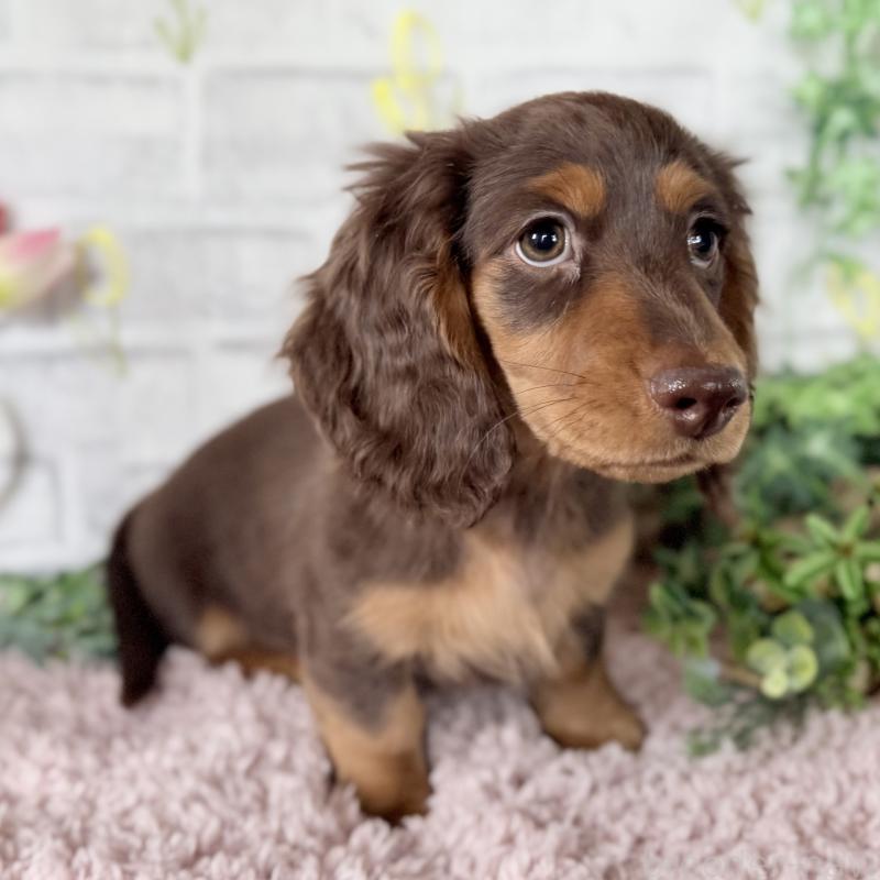 販売中の埼玉県のミニチュアダックスフンド(ロングヘアード)-440504の5枚目