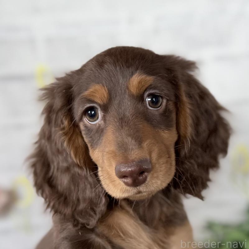 販売中の埼玉県のミニチュアダックスフンド(ロングヘアード)-440504の4枚目