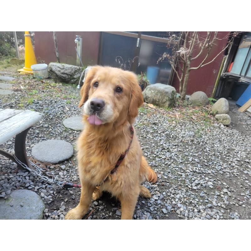 販売中の三重県のゴールデンレトリーバー-447551の5枚目